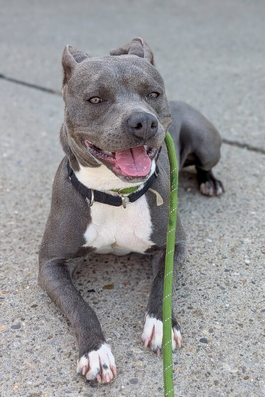 View Broccoli the Dog Photo #8