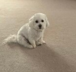 Learn More About this dog 28b94e66 13fa 4dde 9403 51bd35b24c46 tn1