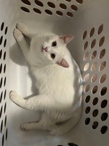 Learn More About this cat 363d931a 49fc 4b06 be62 2768f34b0064 tn1