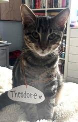 Learn More About this cat ba180db2 6c30 49cf a297 e7981adf5cf0 tn1