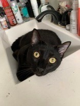 Learn More About this cat 212611e3 a54e 4d26 916f f15ee71c5342 tn1