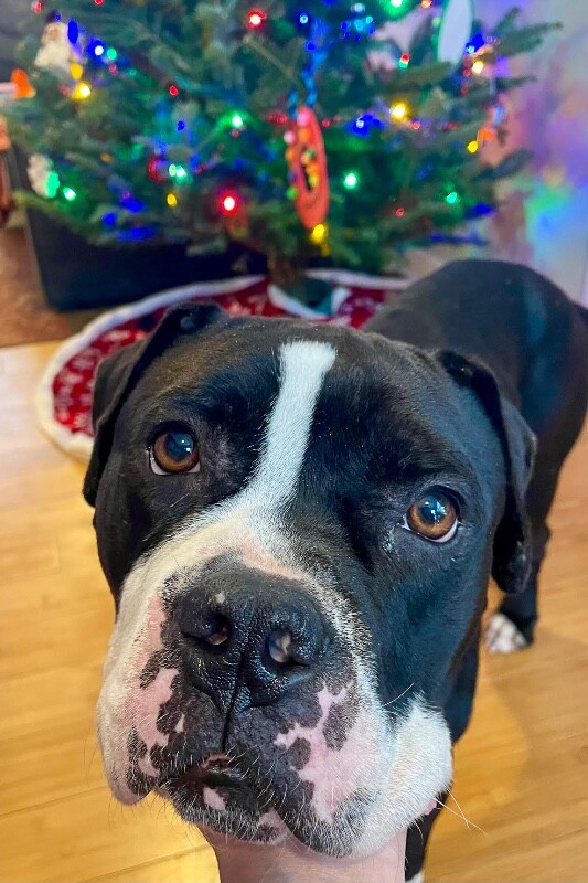 View Trinity the Dog Photo #4