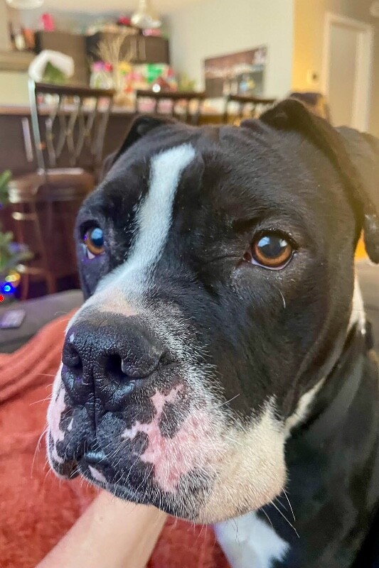 View Trinity the Dog Photo #15