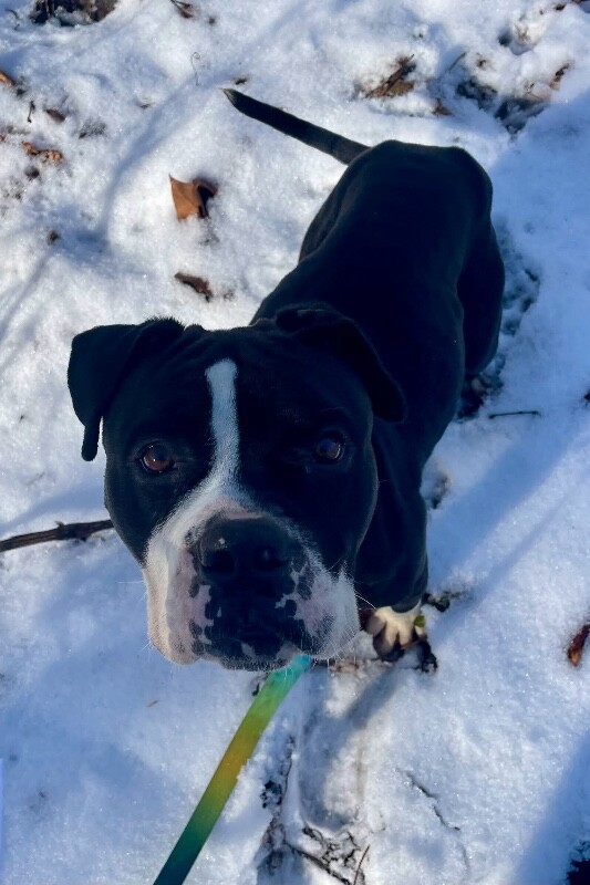 View Trinity the Dog Photo #16