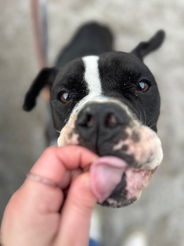 View Trinity the Dog Photo #9