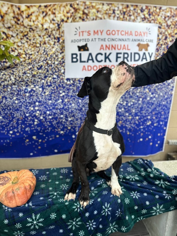 View Trinity the Dog Photo #12