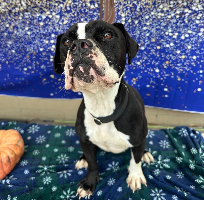 View Trinity the Dog Photo #14