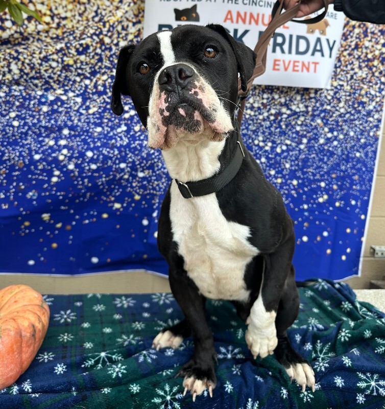 View Trinity the Dog Photo #8