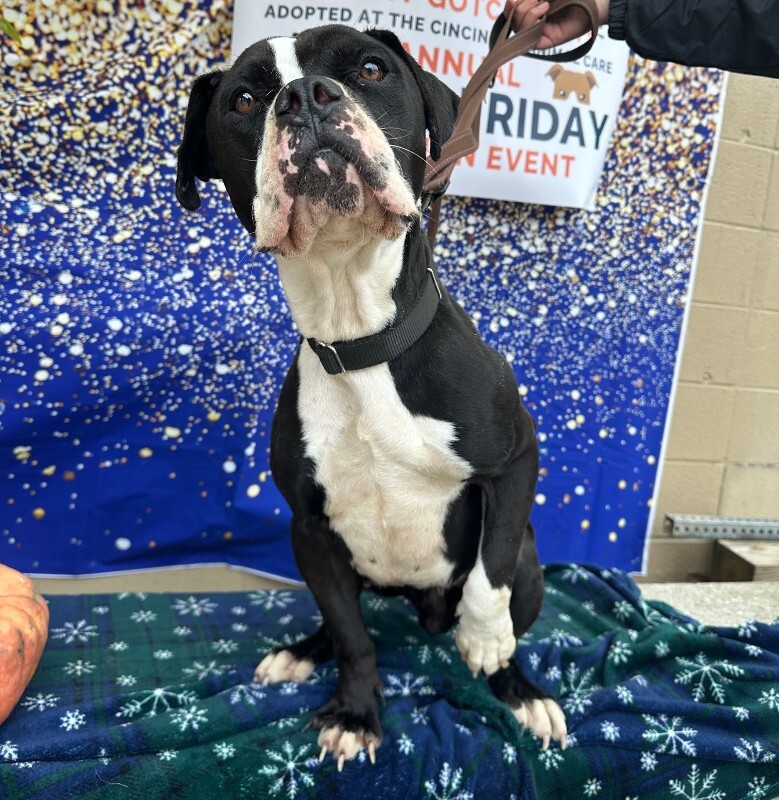 View Trinity the Dog Photo #13