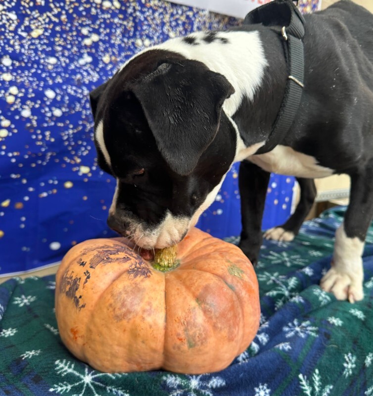 View Trinity the Dog Photo #10