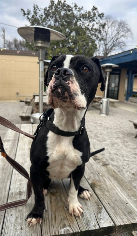 View Trinity the Dog Photo #11