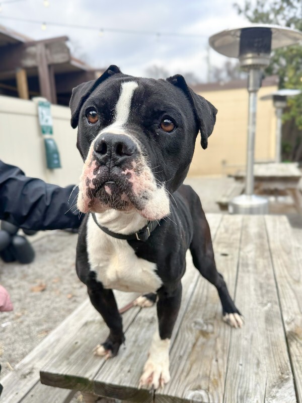 View Trinity the Dog Photo #7