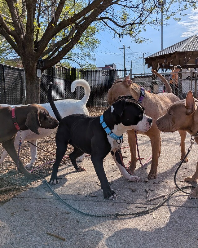 View Trinity the Dog Photo #16