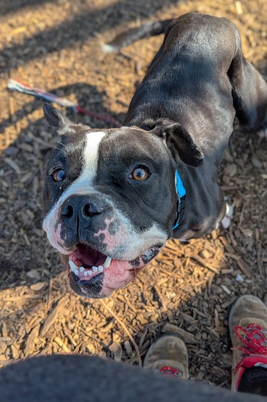 View Trinity the Dog Photo #14