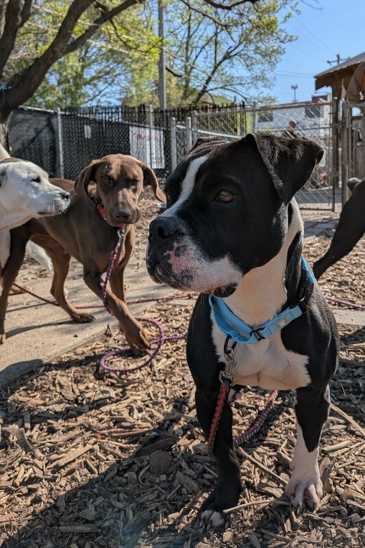 View Trinity the Dog Photo #17