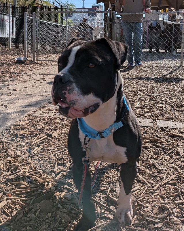 View Trinity the Dog Photo #18