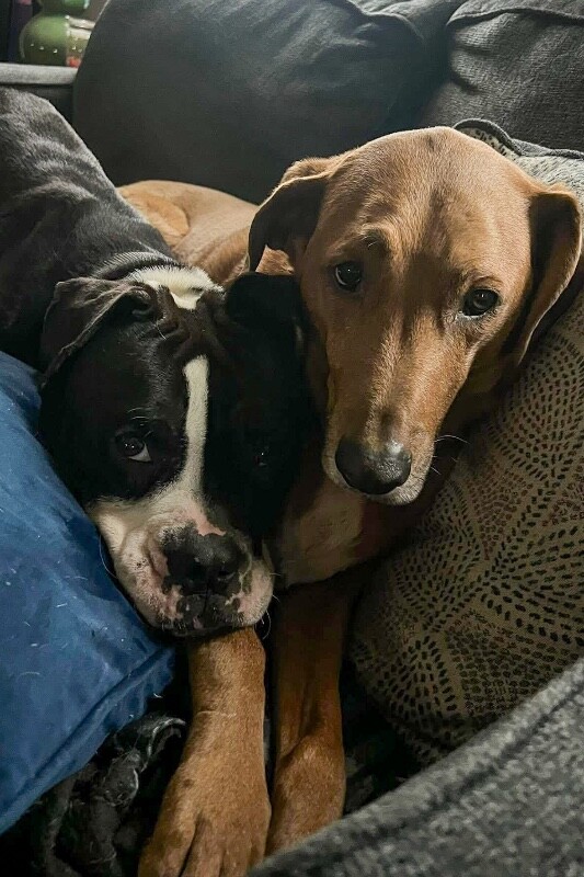 View Trinity the Dog Photo #8