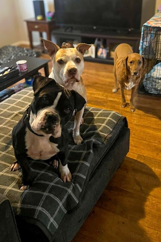 View Trinity the Dog Photo #11