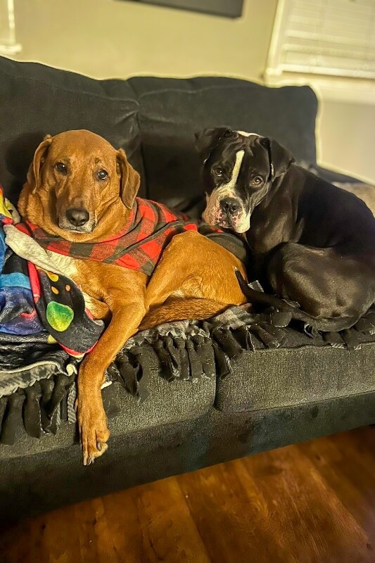 View Trinity the Dog Photo #10