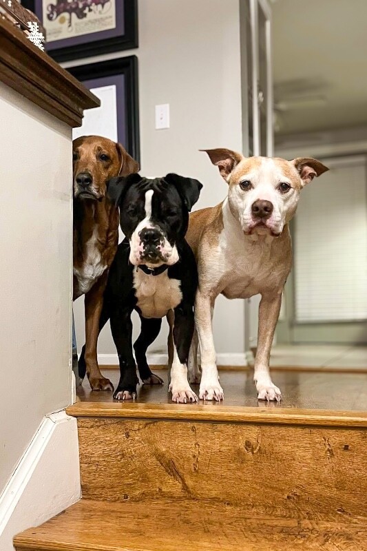 View Trinity the Dog Photo #13