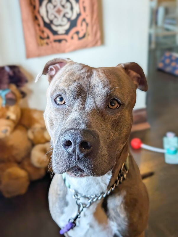 View Lucci the Dog Photo #5