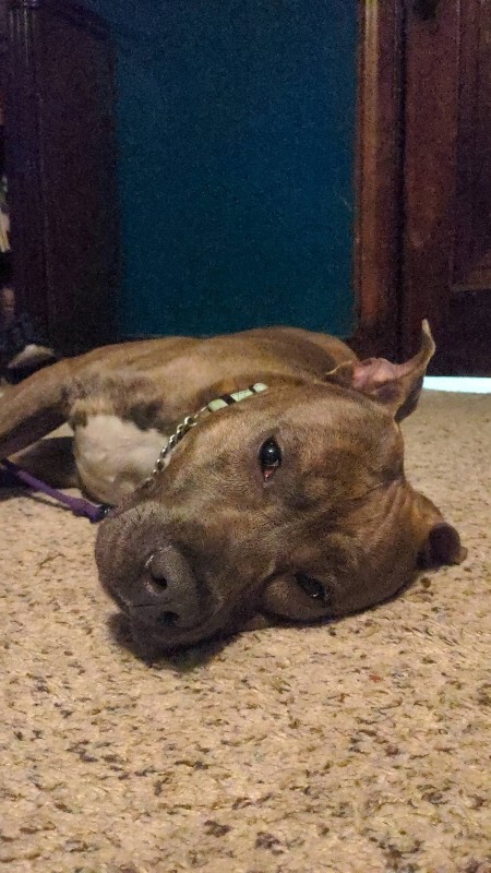 View Lucci the Dog Photo #11