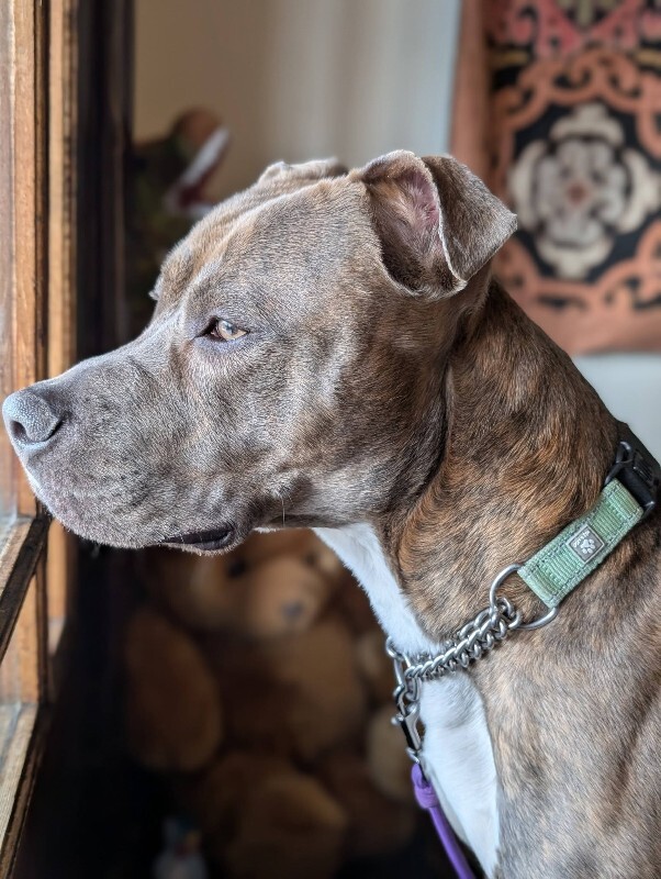 View Lucci the Dog Photo #4