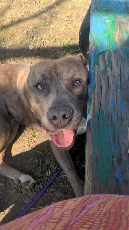 View Lucci the Dog Photo #7