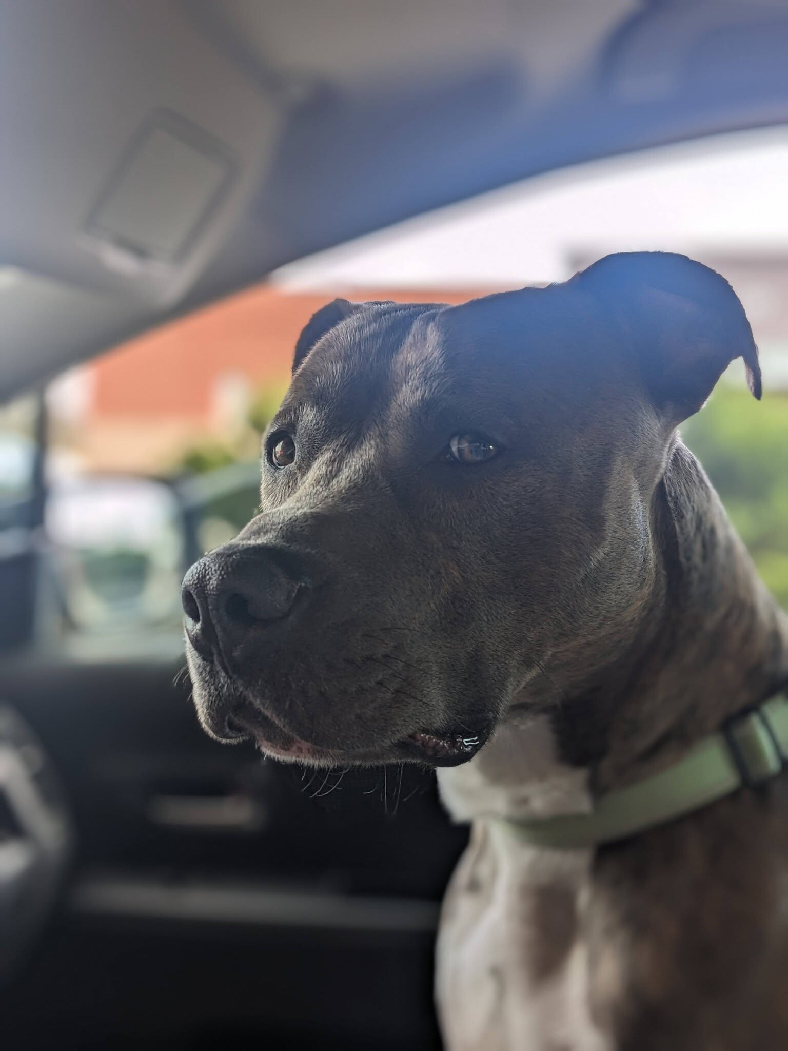 View Lucci the Dog Photo #12