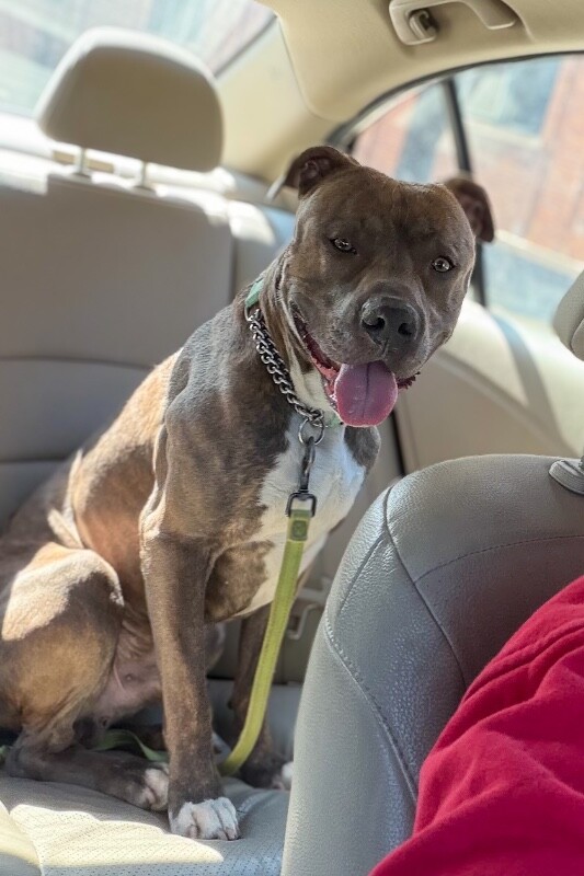 View Lucci the Dog Photo #2