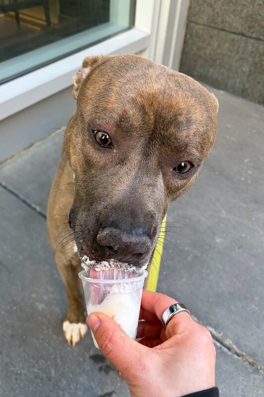 View Lucci the Dog Photo #9