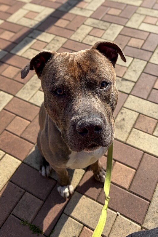 View Lucci the Dog Photo #8