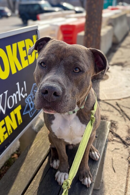 View Lucci the Dog Photo #3