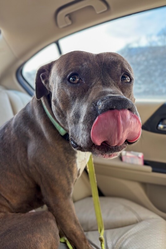 View Lucci the Dog Photo #10