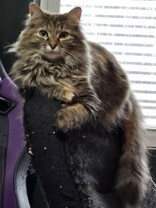 Learn More About this cat b62b727c 8251 493a 816b 4c63559fa62c tn1