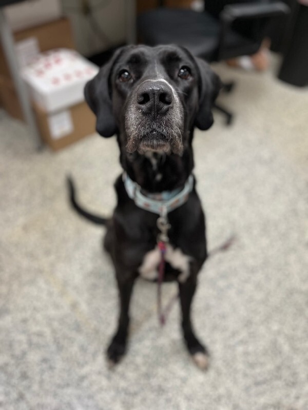 View Claro the Dog Photo #3