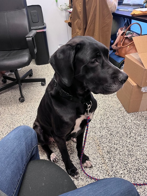 View Claro the Dog Photo #4