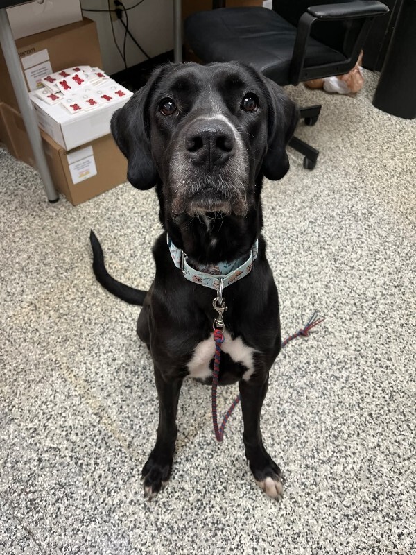 View Claro the Dog Photo #5