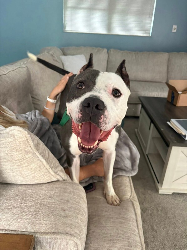 Learn More About Chamberlin Chamberlin - Dog