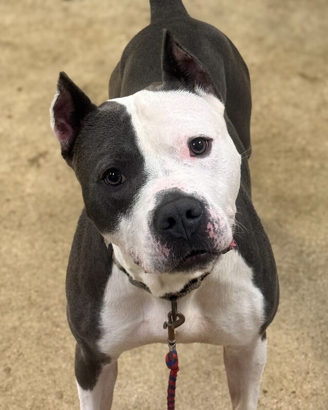 Chamberlin - Dog