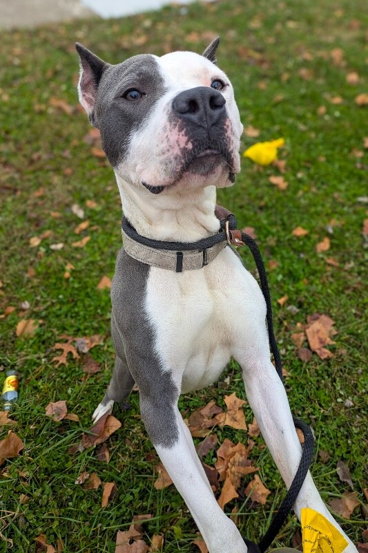 View Chamberlin the Dog Photo #2