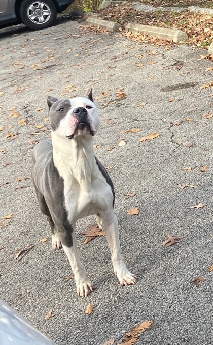 Learn More About this dog 7d5e7c49 e0e1 4a34 9bac d97c0000520f