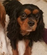 Learn More About this dog 9200bbaa bb97 40ca ae33 d99b8b4d5594 tn1