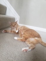 Learn More About this cat 766daff7 7ee5 4255 8b0e 6ad951baca4b tn1