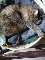 Learn More About this cat 85cee113 7a15 400c 8fd7 3979b0755372 tn1