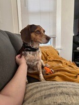 Learn More About this dog 521fa7b0 4b74 4ce5 8c51 5280883f72ef tn1