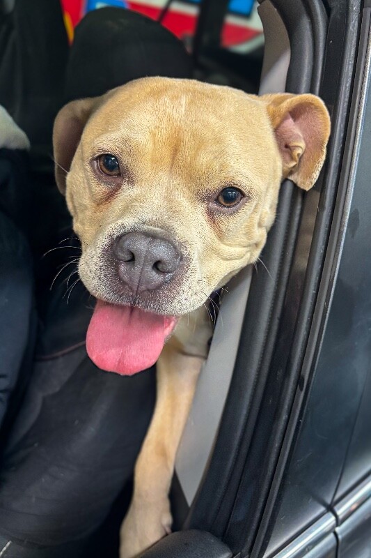 View Petunia Girl the Dog Photo #5