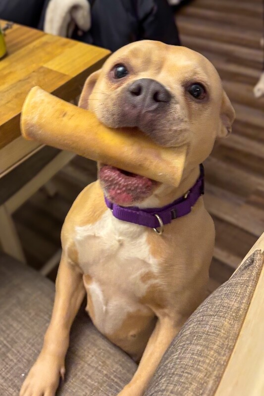 View Petunia Girl the Dog Photo #3