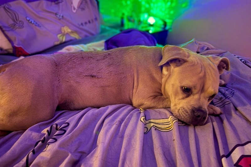 View Petunia Girl the Dog Photo #6