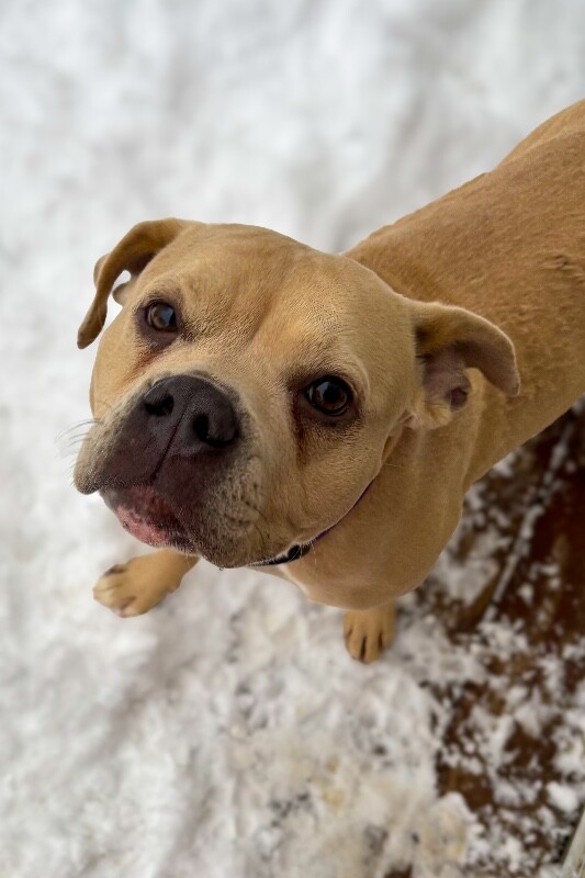 View Petunia Girl the Dog Photo #2